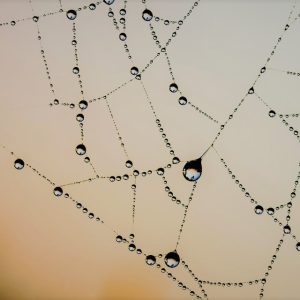 cobweb-1630493_960_720